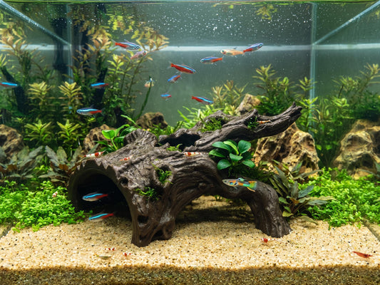 Driftwood Root Hide – Terrarium & Aquarium Decor